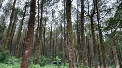 Walking and camping inside a Pine Trees Jungle Forest. Back to nature Vidéo 342686904