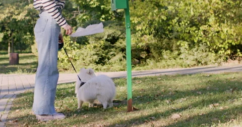 Walking and cleaning up after pets Stockbeeldmateriaal 232666024
