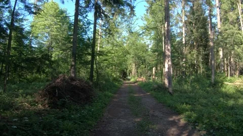 Walking and exploring deep in green forest Stock Footage 131302250