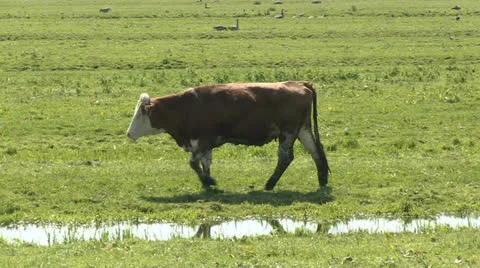Walking and grazing cow Stock Footage 24691920