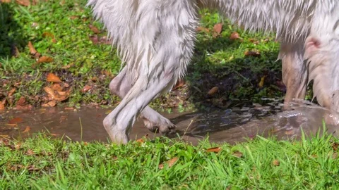 Walking and jumping in a puddle with a lot of dirt Stock Footage 83774099