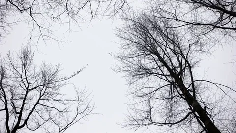 Walking and Looking up at the Birch Forest on a Cloudy Day in Winter . Stock-Footage 71794000
