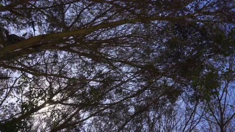 Walking and looking at the blue sky with the bright sun covered by many tree Stockbeeldmateriaal 149914040