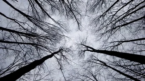 Walking and Looking up at a Crones of Autumn Trees Without Leaves. Dry Bare Video stock 73668947