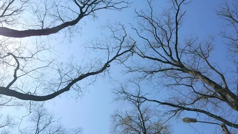 Walking and Looking up at a crones of trees without leaves Stock Footage 98763895