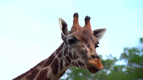 Walking and looking giraffe on the blue sky and lush foliage background 4K. Stock Footage 249342593