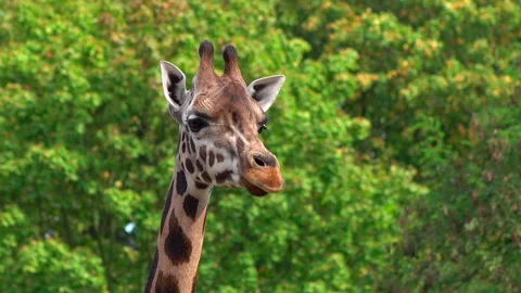 Walking and looking giraffe on the lush foliage background 4K. 스톡 동영상 249342390
