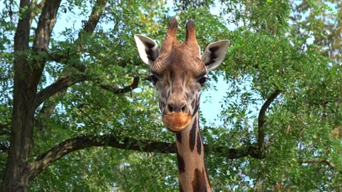 Walking and looking giraffe on the lush foliage background 4K. Stock Footage 249342396