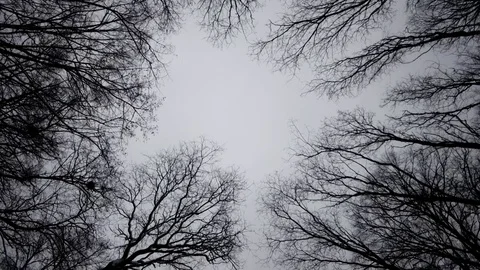 Walking and Looking up at the Snow Covered Alley, Avenue in the Park. Steadicam Stock Footage 71440430