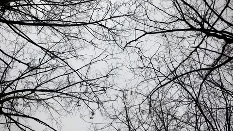 Walking and Looking up at the Snow Covered Alley, Avenue in the Park. Steadicam Stock Footage 71788069