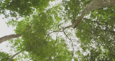 Walking and looking up under rainforest trees. Stock Footage 277345026