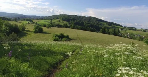 Walking and lowering on a meadow pathway. Glades and forests in the summer. Stock Footage 75717535