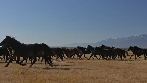 Walking and running horse. Herd of horses running on the steppes in background Stock Footage