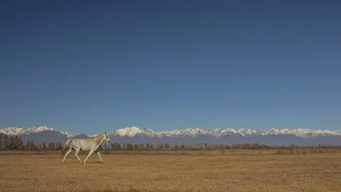 Walking and running horse. White horses moves slowly against the background of Stock Footage
