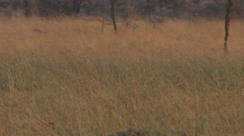 Walking and running lions Stock Footage 12656429