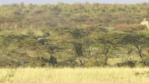 Walking and standing giraffe, elephant in the distance Stock Footage