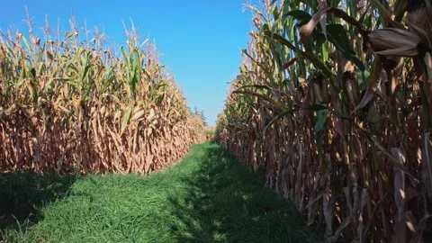 Walking and view at green corn maze field. Corn maze for family entertainme.. Stock Footage 286050240