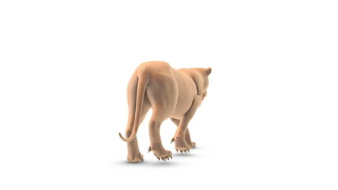 Walking animated lion on a white background Stock-Footage 254535243