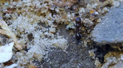 Walking ant Stock Footage 54717697