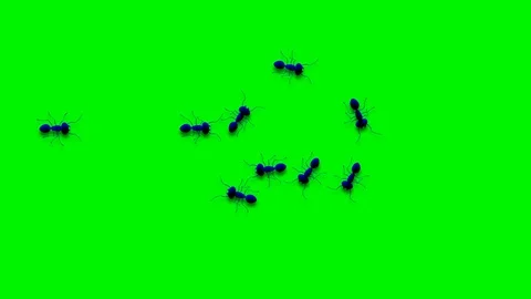 WALKING ANTS ON SPIRAL LINE Stock Footage 71277944