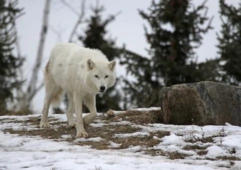 Walking Arctic Wolf Stock Photos