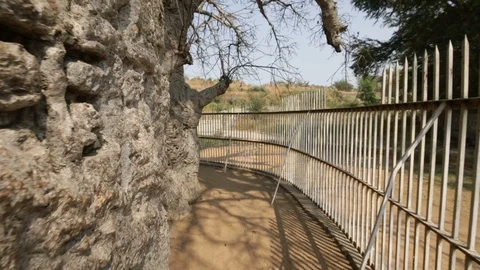 Walking-around-baobab-tree-india Stock Footage 85733172