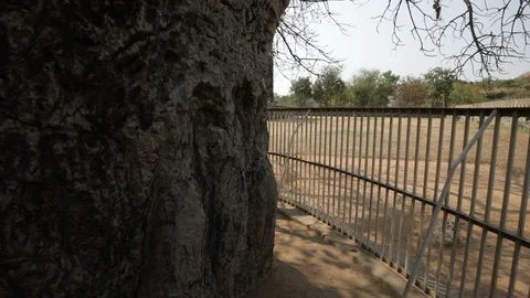 Walking around baobab tree india Stock Footage 85798310