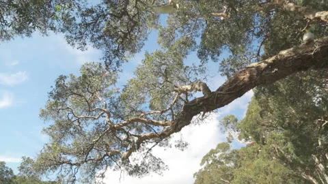 Walking around in the Hyde park Sydney Australia 2013 Stock Footage 153122990