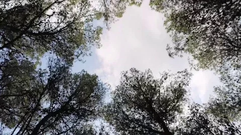 Walking Around Inside the Forest Stock Footage 103943252