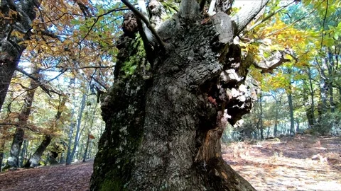 Walking around a large tree in a sunny autumn forest Stock Footage 285950270