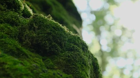 Walking around a moss covered tree in a forest Stock Footage 247994719