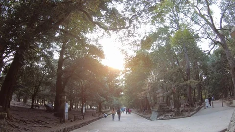 Walking around Nara Park. Stock Footage 129065292