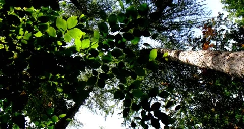 Walking around Slowly between trees in the middle of Woods while looking upwards Stock Footage 141542955