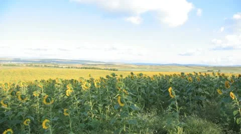 Walking around sunflower field Stock-Footage 10733021