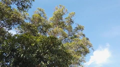 Walking around trees Stock Footage 104379235