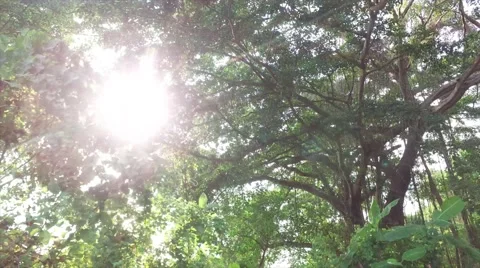 Walking around very big tree, Khao Khad, Phuket Thailand Vídeos de archivo 62896443