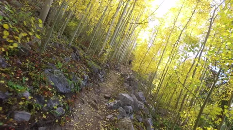 Walking in Aspen Trees in Autumn Stock-Footage 67639488