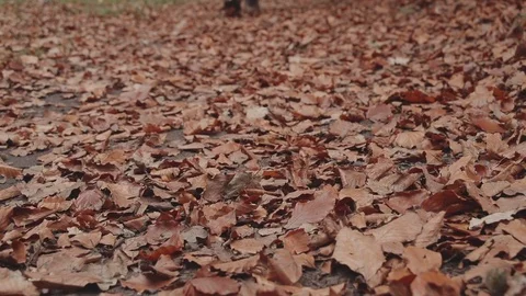 Walking in the Autumn Fall Video stock 71829475