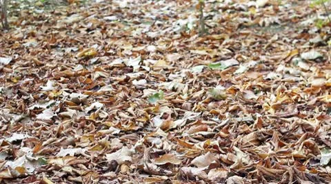 Walking in Autumn 스톡 동영상 9806965