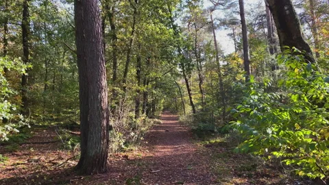 Walking in an autumn forest on a bed of brown leaves. Peaceful surroundings. Stock Footage 269078645
