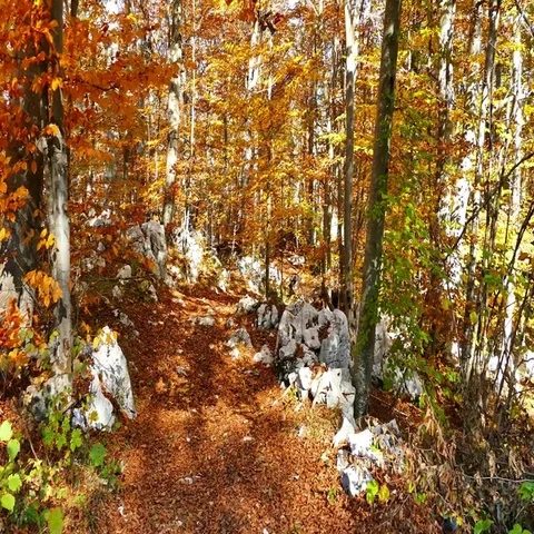 Walking in autumn forest Stock Footage 69646995