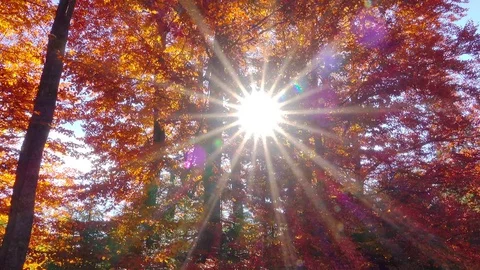 Walking on Autumn Forest Stock Footage 82388924