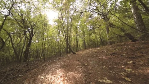 Walking in the Autumn forest Stock Footage 97026701