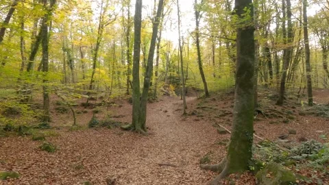 Walking in the autumn forest. Stock Footage 147500238