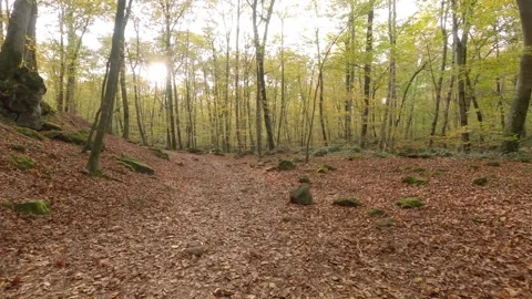 Walking in the autumn forest. Stock Footage 147500298
