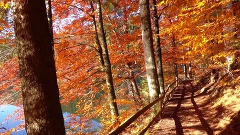 Walking on Autumn Forest on a Lake Shore Stock Footage 81761809