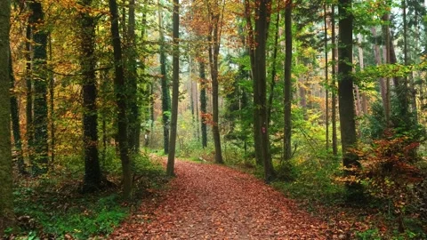 Walking on Autumn Forest Path Covered in Leaves POV 4K Vídeos de archivo 344841312