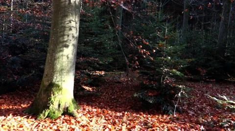 Walking in the Autumn Forest underbrush, Steady. Video stock 49736052