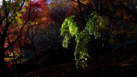 Walking for an Autumn: gimbal Stockbeeldmateriaal 80149017