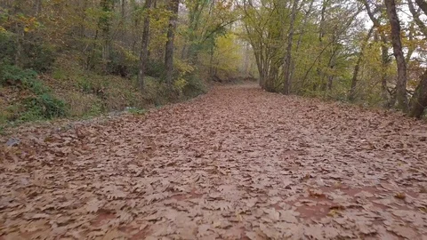 Walking autumn leaves Stock Footage 103183475